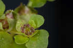 American golden saxifrage